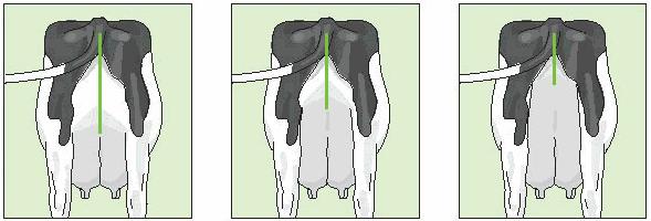 Rear Udder Height Low Intermediate High When classifying the rear udder height, the point of the milk secreting tissue has to be found.