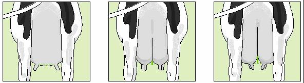 If the point where milk secreting tissue ends is in the middle, the score 5 is given. If the point is much higher, the score 9 is given, while a very low one receives score 1.