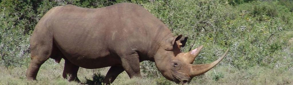 Why should rhinos matter?