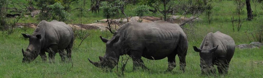SOUTH AFRICA S RHINO CONSERVATION Sound biological and