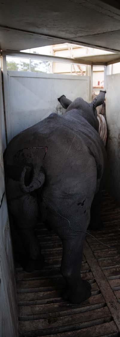 Rhino ownership in South Africa 2012 White Rhino 2010 2012 SANParks 10 649 10 641 Provinces 3 644 3 710 Private