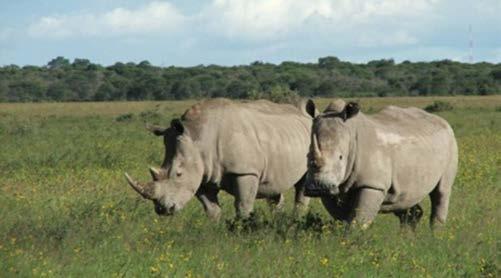 White rhino population manipulation in