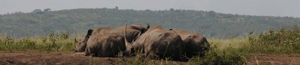 economic choices Enhance rhino populations Implement long-term
