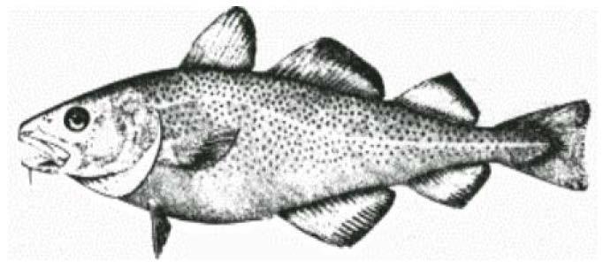 A conservation limit reference point (LRP) was established for Northern cod in 2010 (DFO 2010) and is defined as the average spawning stock biomass (SSB) during the 1980s.