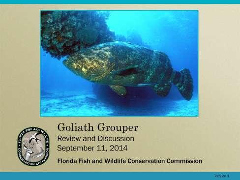 This presentation is a review and discussion of the biology, research, and management status of goliath grouper.