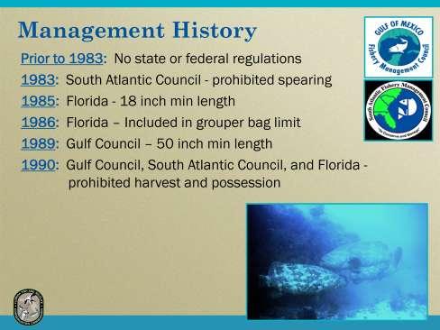 Prior to 1983 there were no state or federal regulations regarding the commercial or recreational harvest of goliath grouper.