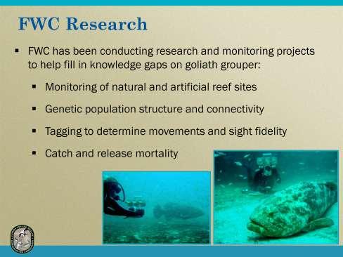 FWC s research is aimed at developing more complete information on the density and size distribution, habitat use, site fidelity, and movement patterns of goliath grouper at natural and artificial