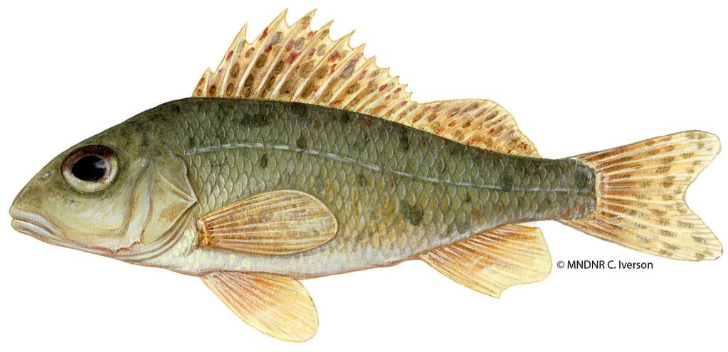 9 What can we do about Eurasian ruffe? The first step in helping stop the spread of Eurasian ruffe is being able to identify the fish. It is part of the perch family.