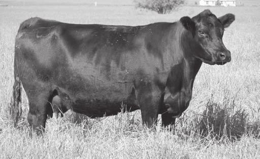 Lass Family VDAR Lass 2019 - The dam of Lot 12 and grandam of Lot 13 12 V D A R Lass 7627 Cow 7627 1/18/07 +15776641 A A R Windy Ridge 362 Windy Ridge Commodore A A R Ferns Pride 1170 +10 A A R