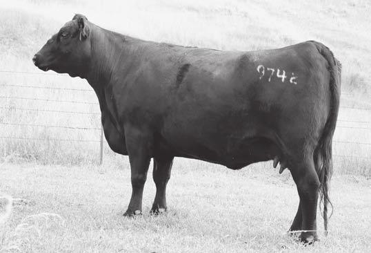 33 This impressive blending of the Lass and Polly families is from a Pathfinder Dam with a progeny birth ratio of 94 combined with a progeny weaning ratio of 7 @ 104 progeny yearling ratio of 5 @ 104.