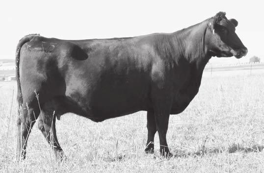 18 This attractive daughter of the Accelerated Genetics proven sire, VDAR Really Windy 4097, features a low birth balance with a progeny birth ratio of 85 combined with progeny weaning and yearling