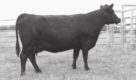 Bred to calve March 22, 2015 to CROOK MT ALLY WINDY 2884.