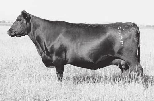 1 +40 +76 +25 +0.36 The grandam of VDAR Churchill 1063, the $41,000 top-seller of the 2014 VDAR Bull Sale, selected by Lund s B Bar Angus Ranch.