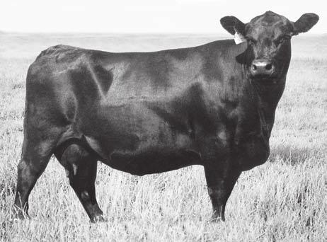 33 This impressive daughter of the Pathfinder Sire, Leachman Right Time, is from a donor dam with a progeny weaning ratio of 102 on eight tural calves and a progeny yearling ratio of 104 on five