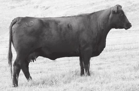 This productive Pathfinder Dam produced VDAR Really Windy 8431, the $12,000 sixth top-seller of the 2012 VDAR Bull Sale to Robinson Cattle Company of Utah.