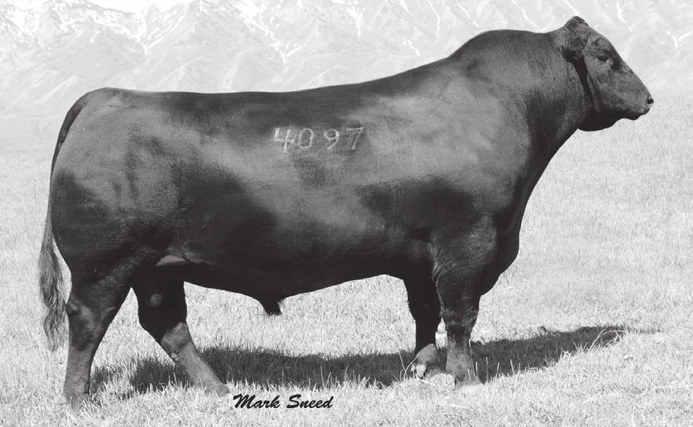 Featured Herd Sire A Bull 409 1/5/07 15776681 [AMF-CAF-DDF-M1F-NHF] A A R Windy Ridge 362 Windy Ridge Commodore A A R Ferns Pride 1170 A A R