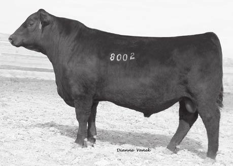 This popular sire combines calving-ease with growth and fertility, coupled with daughters that are fertile, high producing and easy fleshing.
