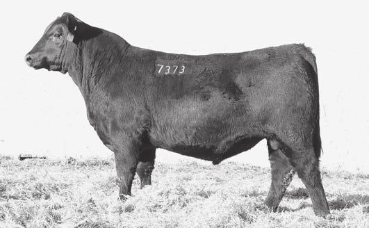8 +52 +90 +25 +1.07 FOR FENCE ONLY. Owned with Jenkins Cattle Company, Georgia. The $15,000 sixth top-seller of the record-setting 2014 VDAR Bull Sale.