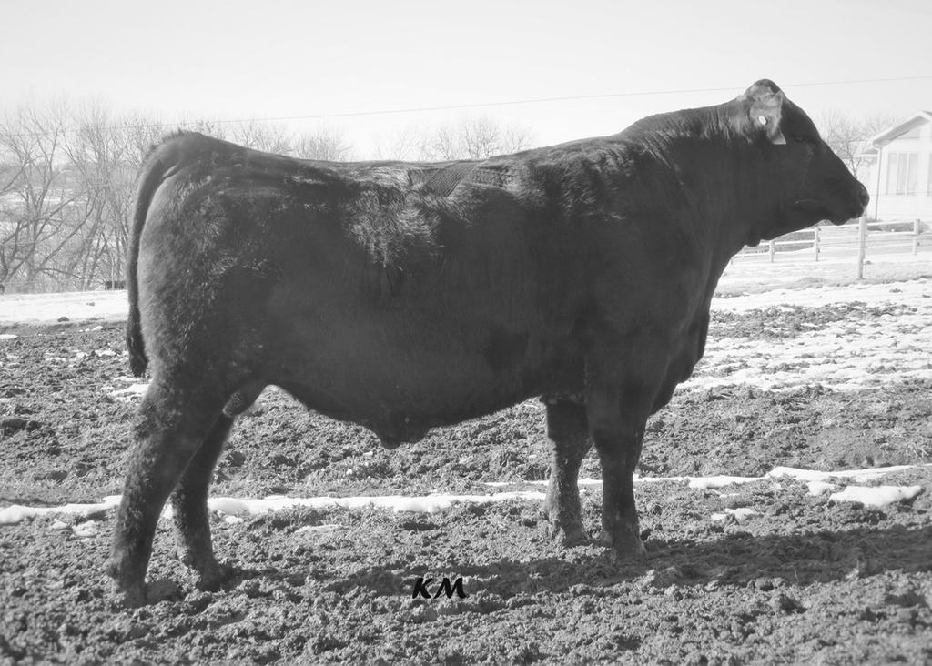 com Maternal Brother to JMB Traction (Select Sires) Rampage from the B/R Lantz Blackcap An elite
