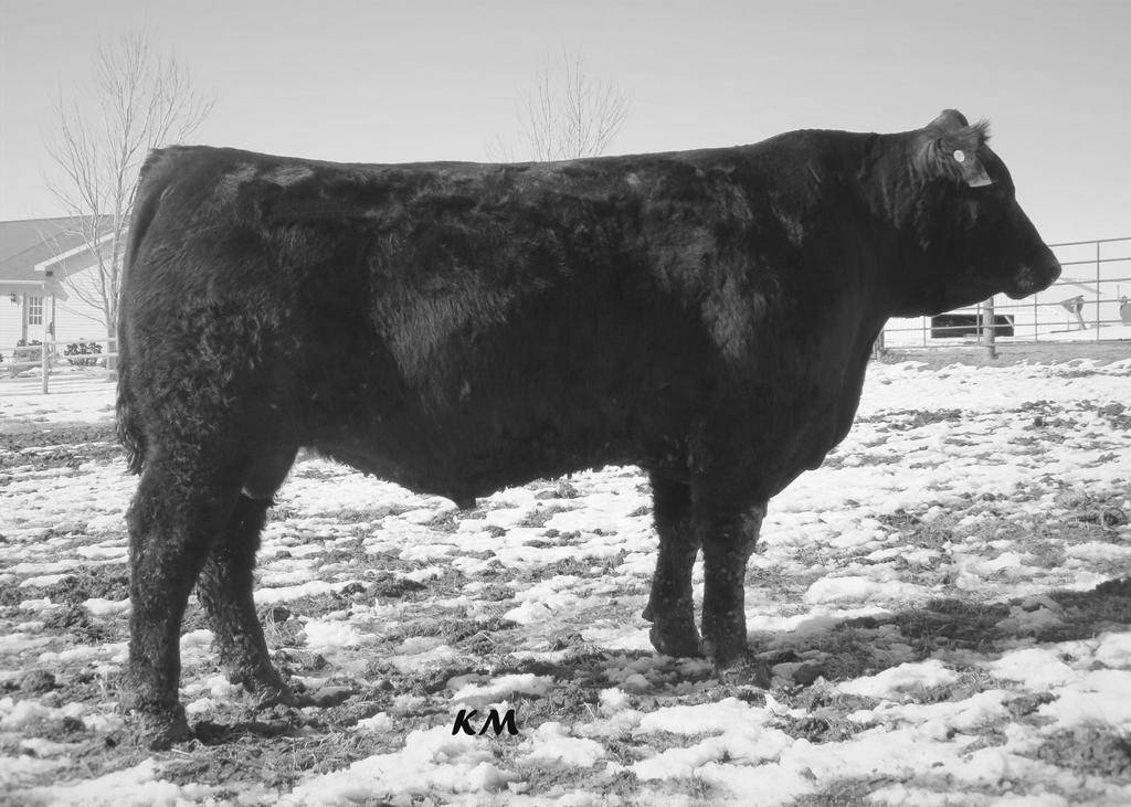 KM Essential 6003 AAA +18416796 Dam of Essential Sold for $45,000 1/2 interest A truly elite herd sire prospect who is a maternal