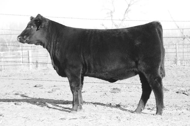 If you are looking for an elite power bull from one of the very best cows in the breed, then you NEED to see this bull.