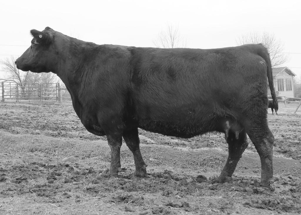 Dam Mat. Sister by GAR Prophet KM Donor 2 Barnstormer is one of the most complete bulls we have ever raised.