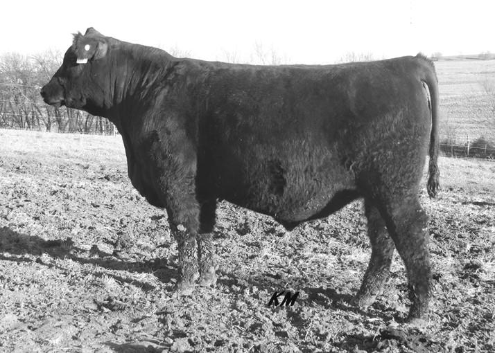 She is a picture perfect kind of cow who records WW 4@107; YW 4@105, UREA 4@103.