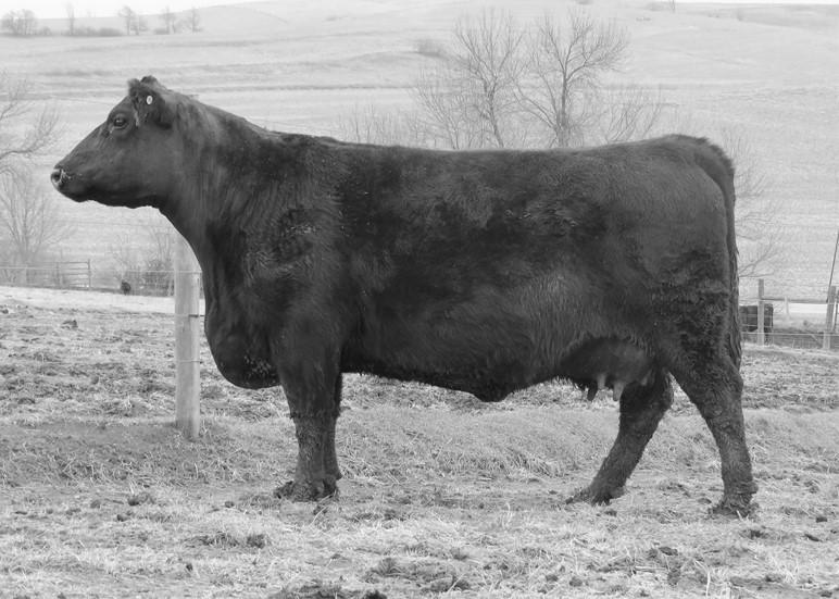 A power bull on the ground who merits the attention and is a favorite of all who see him. D.O.