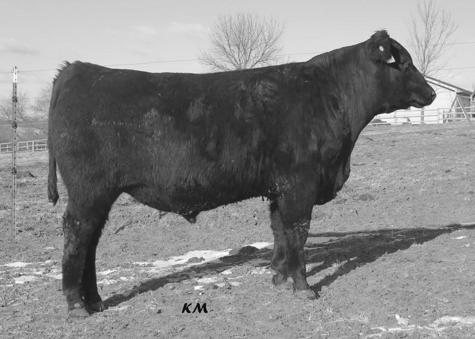 Sleep all WWR 113 night calving ease bulls that also bring in YWR 108 added growth, performance, and phenotype.
