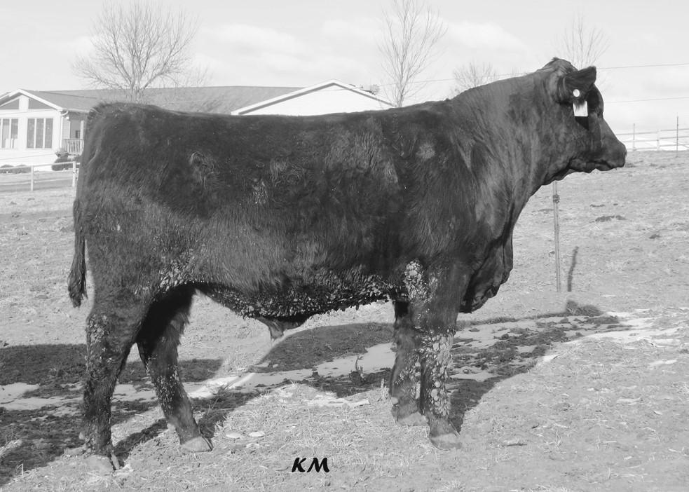 3 maternal sisters to Gronk are retained and record a combined nursing ratio of 109. A maternal sister produced bull 6002 who sells.