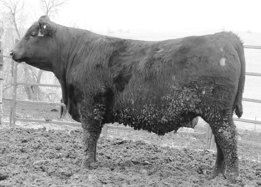 His MGS: Pioneer dam has been a herd bull probw 80 lbs ducing machine. Same cow famiwwr 101 ly as the $250,000, GAR PreciYWR 104 sion 819.