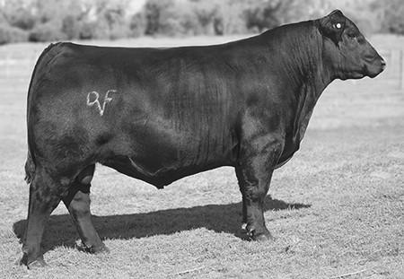 Twin sells as bull 6009. Dam is a pathfinder KM Donor cow. Excellent base width, bone, length, and depth of body. D.O.