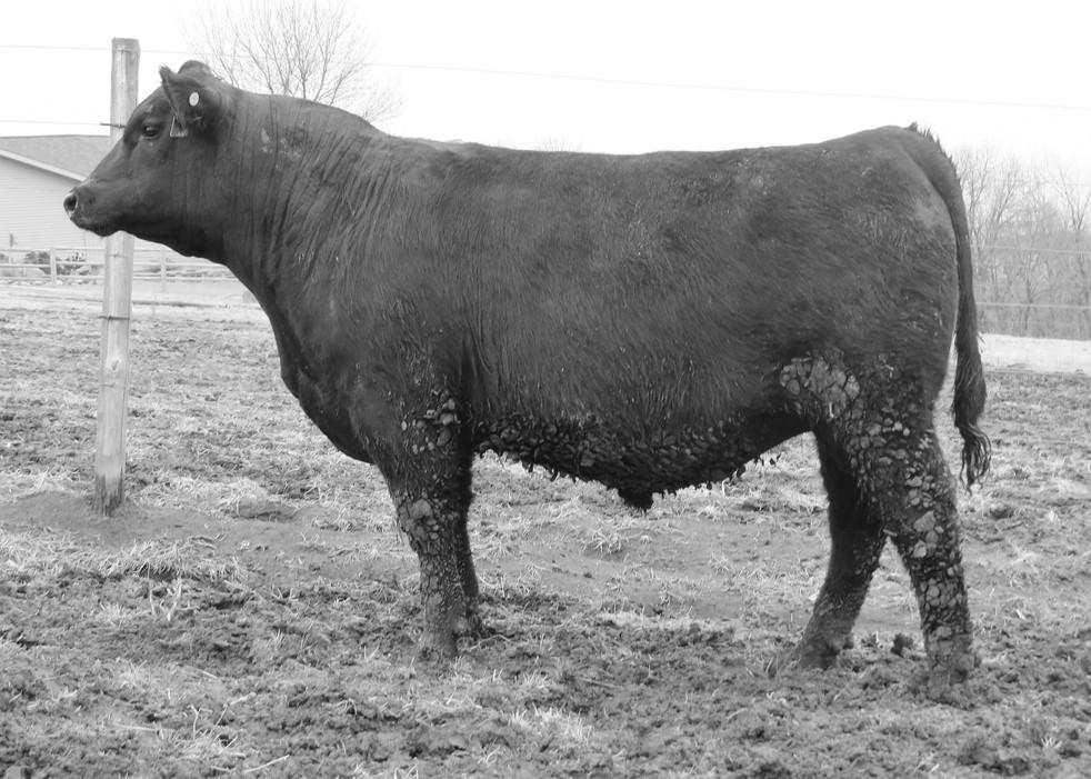 KM Blue Blood 6002 AAA 18465196 Blue Blood is the most powerful, high growth son of Broken Bow that we have ever raised. He will add more frame than most Broken Bow s.