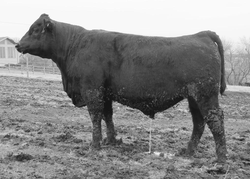 B: 1/04/16 Sire: Broken Bow MGS: Sydgen CC&7 BW 83 lbs WWR 113 YWR 115 Feed test ratio 111 %IMF ratio 160 UREA ratio 115 Maternal Brother to Dam He also Sells!