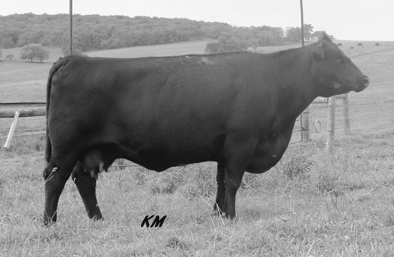 KM Broken Bow 002 (Reference) AAA +16764044 Full Sister KM Complete Princess 047 KM Donor Full Sister KM Complete