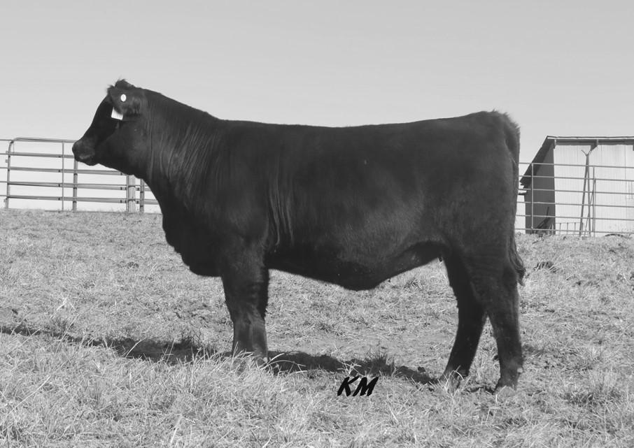 He is a no holes, well balanced sire from both a phenotype and EPD standpoint.