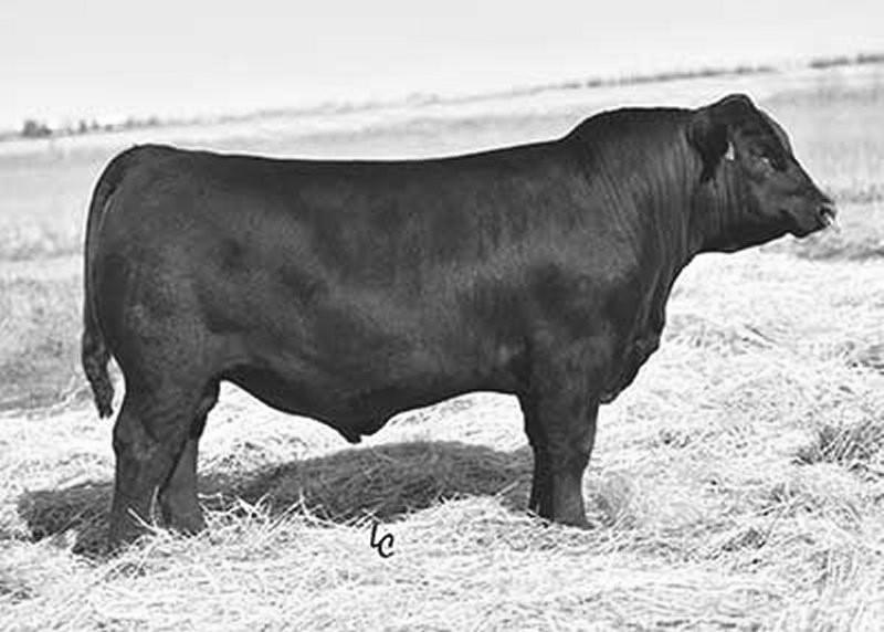 He is one of the most popular bulls in Australia, because of his foot quality, muscle, and feed efficiency.