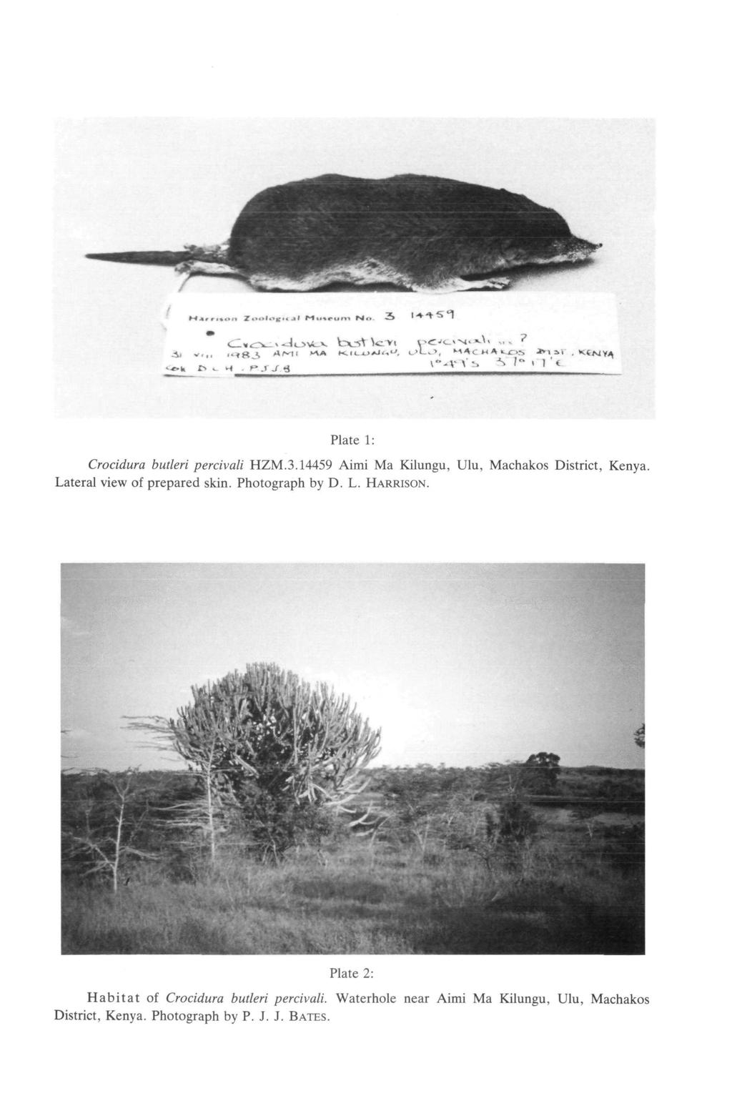 Plate 1: Crocidura butteri percivali HZM.3.14459 Aimi Ma Kilungu, Ulu, Machakos District, Kenya. Lateral view of prepared skin. Photograph by D. L. HARRISON.