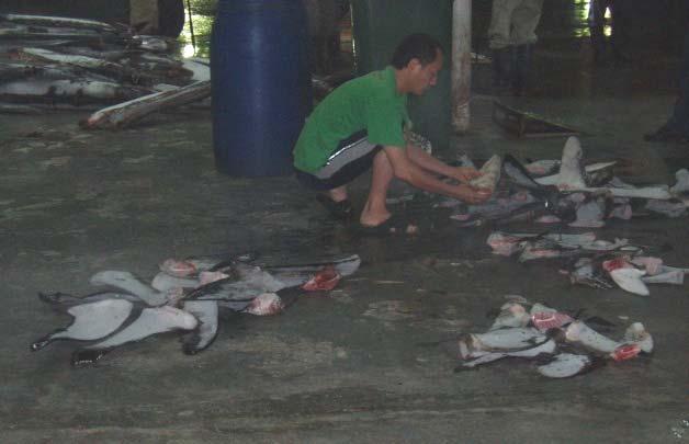 Photo 3.16: Aquaculture grow-out cages at Setiu Lagoon that use, inter alia, wild-caught grouper fry 3.6.6 Shark Fin Production Malaysia s official position on shark-fin fishing is that it does not exist in Malaysia.