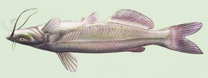 Largemouth Bass B. Catfish C.