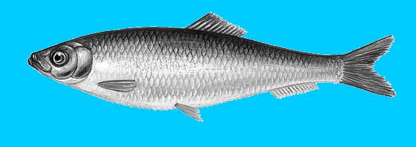 Commercial fish species Clupeid biomass (1 tons) 2 18 16 14