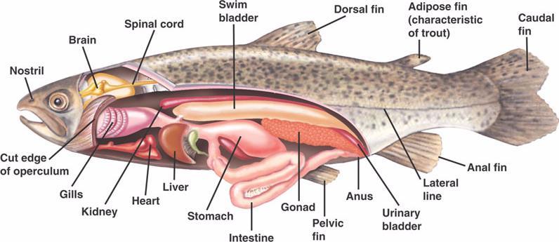 The gas bladder, or swim bladder, is an internal organ located along the backbone that allows a fish to control its buoyancy, and thus to stay at the current water depth, ascend or descend without