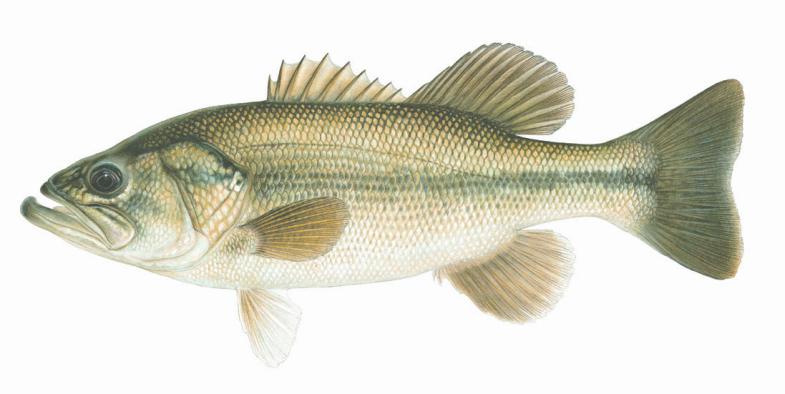 B. Subclass Actinopterygii Ray-finned fishes Have swim bladders - gas-filled sacs on the dorsal side to regulate buoyancy Chondrosteans Sturgeons and Paddlefish Teleosts Lead to modern bony fish C.