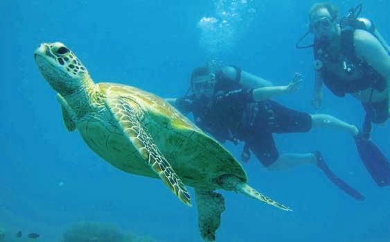 Be blown away by the marine life along Wonder Wall and join one of our personal snorkel tours just off the boat.