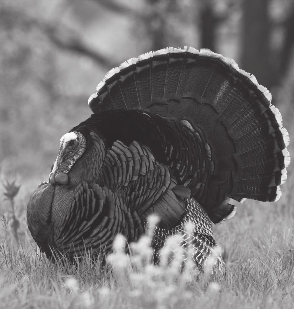 NEVADA DEPARTMENT OF WILDLIFE PLEASE NOTE: As with other game species, applicants are advised that a significant portion of the turkey population occurs on PRIVATE LANDS and permission must be