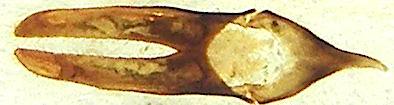 Necydalis christinae n. sp. Holotypus male.