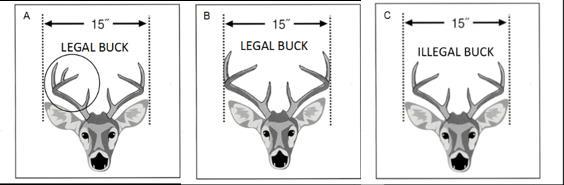 White-tailed deer hunting on Fort Campbell Season dates, bag limits, and area information Season Dates 16 September 31 December 2018 Bag limits One (1) antlered deer per season.