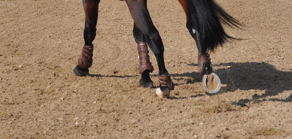 HORSE SHOW KENTUCKY HORSE PARK WOODSIDE HORSE PARK LONGWOOD HORSE PARK PENNSYLVANIA BOGATA COLOMBIA HORSE