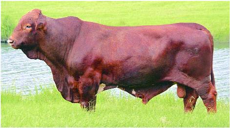BENCHMARK A RFORMANCE BULL WITH GENETICS YOU CAN TRUST (Shown in pasture condition at end of 2004 breeding season) Sire: Cornerstone (Natural Selection x Phannie Marie Dam: 543/6 (Classic Cotton x