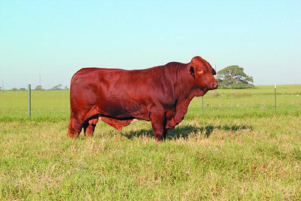 HERD SIRE PROSCTS This year we are offering five two year old herd sire prospects.